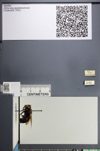 Media type: image;   Entomology 534800